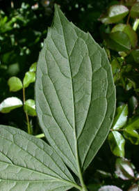 European Mock-orange