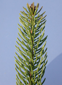 Norway Spruce