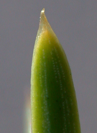 Blue Spruce