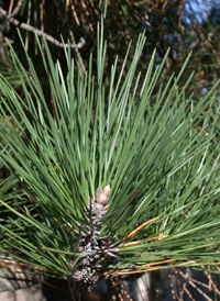 Japanese Black Pine