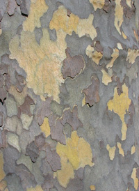 London Plane-tree