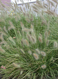 Foxtail Fountain-grass