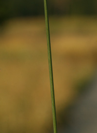 Flattened Meadow-grass