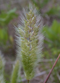 Annual Beard-grass