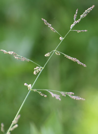 Reflexed Saltmarsh-grass