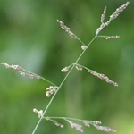 Reflexed Saltmarsh-grass-grass