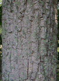 Chestnut Oak
