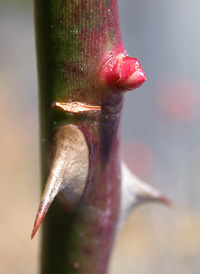 Multiflora Rose