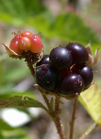 Northern Dewberry