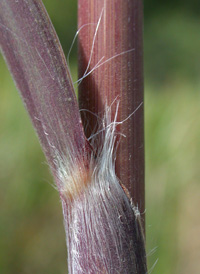 Sugarcane plume-grass