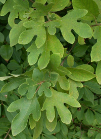 Sassafras