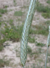 Barleys Bristle grasses