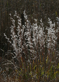 Coast Beard-grass