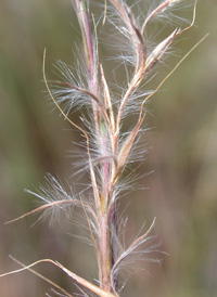 Coast Beard-grass
