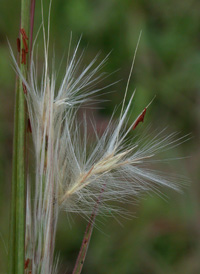 Little Beard-grass