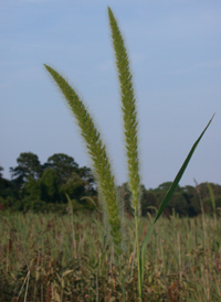 Giant Bristle-grass