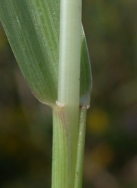 Perennial Bristle-grass