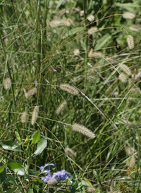 Perennial Bristle-grass