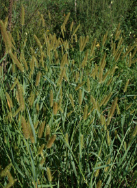Yellow Bristle-grass