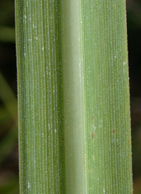 Large Cord-grass
