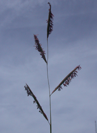 Salt-meadow Cord-grass