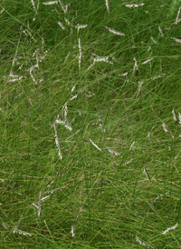 Salt-meadow Cord-grass