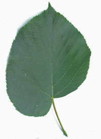 American Basswood