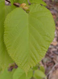 How to Identify the American Basswood