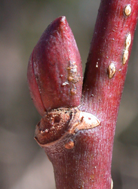 American Basswood