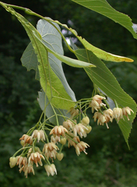 American Basswood