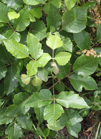 Atlantic Poison-oak