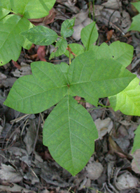Eastern Poison-ivy