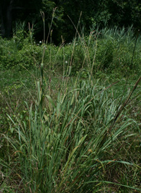 Eastern Gama-grass