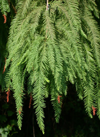 bald cypress tree leaf identification