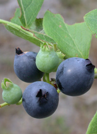 Southern Highbush Blueberry