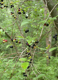 Black Highbush Blueberry