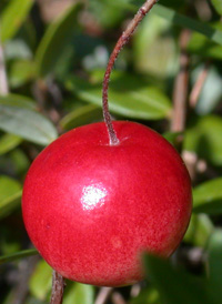 Large Cranberry