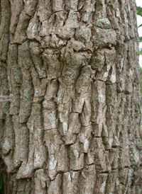 Chaste-tree
