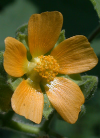 Velvetleaf