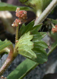 Slender Three-seeded Mercury