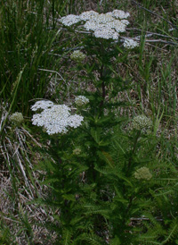 American Yarrow