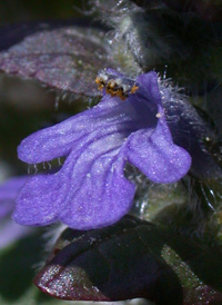 Common Bugle