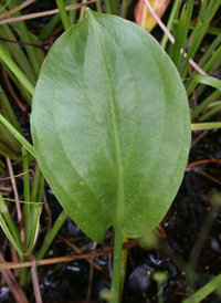 American Water-plantain
