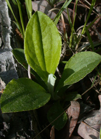 Plantain-leaved Pussytoes