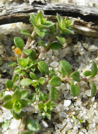 Thyme-leaved Sandwort