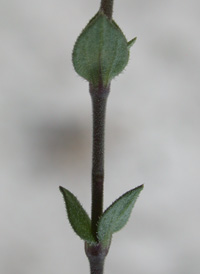Thyme-leaved Sandwort