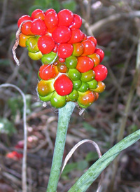 Jack-in-the-pulpit