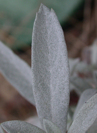 White Sagebrush