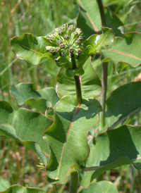 Clasp-leaved Milkweed