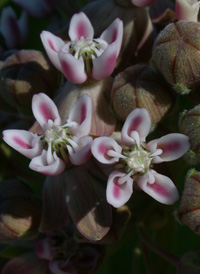 Common Milkweed